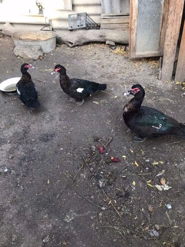şabo xoruz: Muscovy (hind) ördəkləri – qara tüklü, gövdədə ağ ləkəli, qırmızı — 6