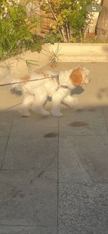 it satişi: Pudel, 7 ay, Erkek, Sənədli, Ödənişli çatdırılma, Ünvandan götürmə — 2