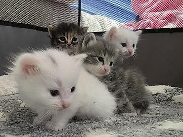 ev iti ucuz: Yaxşı əllərə, Ödənişli çatdırılma — 4