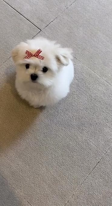 samoyed balasi satilir: Bolonka, 2 ay, Ünvandan götürmə — 2