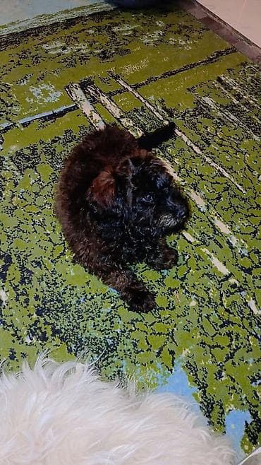 Gəmiricilər: Maltipu (qıvrım, qalın tüklü) - Rəng: tünd qəhvəyi/qara qarışıq — 3