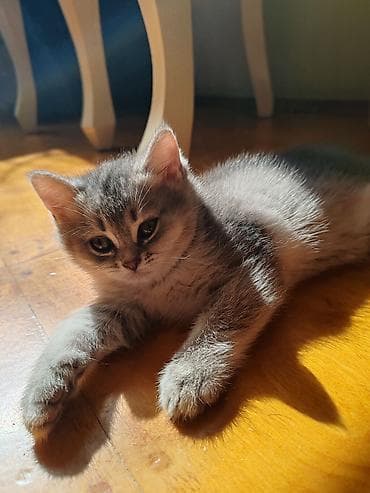 inek yemi: Britan, Dişi, Yaxşı əllərə, Ünvandan götürmə — 3