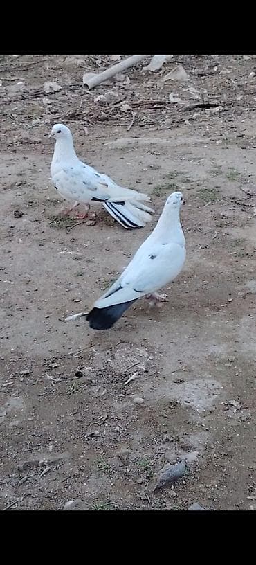 tap az ev quslari: 1 ci 18 tuk mayadi 2 ci de mayadi indi tutuldu 3 culer ozleri cut — 6