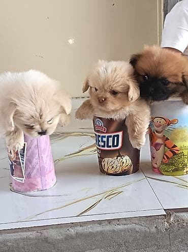 haski itleri: Pekines, 1 ay, Erkək, Ünvandan götürmə — 5