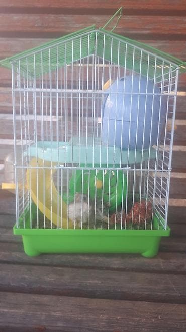 hind qusu daqestan sortu: 077-344-00-71 Hamster üçün tam dəst qəfəs - Rənglər: yaşıl altlıq və — 1