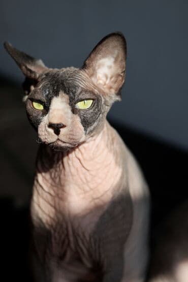 munchkin pişik: Sfinks, Erkək, Dişi, Yaxşı əllərə, Ünvandan götürmə — 4