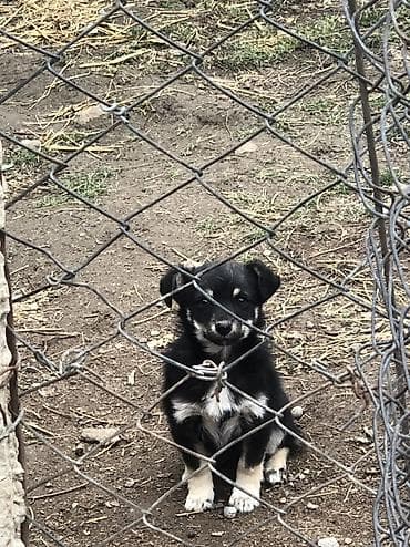 cins ineklerin satisi: İzvanok anadan gelme quyruqu kesikdi 5 ay lıqdı qiymetde cuzi endirim — 2