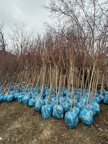 пластмассовый бак для воды купить: Her növ ağaclar ve dekarativ ağaclar çox ucuz ve qarantili gubresiz — 44