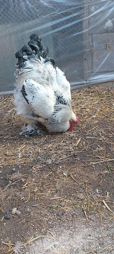 Brahma cinsli xoruz. 100 - Rəng: ağ-qara (boyun və quyruqda tünd