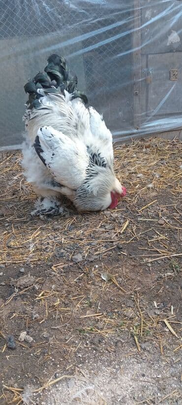 heratı xoruzlar: Brahma cinsi xoruz. 150 m - Rəng: ağ-qara kolumbiya (ağ gövdə, boyun — 1