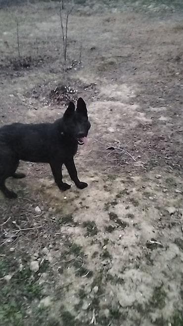 ag at sekilleri: 3 ay — 1