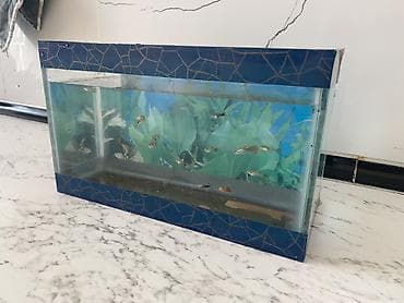 akva: Dördbucaq akvarium, Balıqlarla birlikdə, 6 l, Ünvandan götürmə — 5