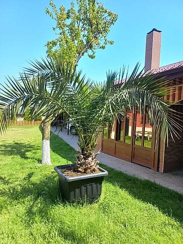 aksesuar qabi: Xurma (xurma-palması) – iri qara plastik vannada konteynerdə — 2