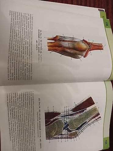 atlas: Məhsul: “İnsan Anatomiyası Atlasi” (İnsan anatomiyası/Атлас анатомии — 2