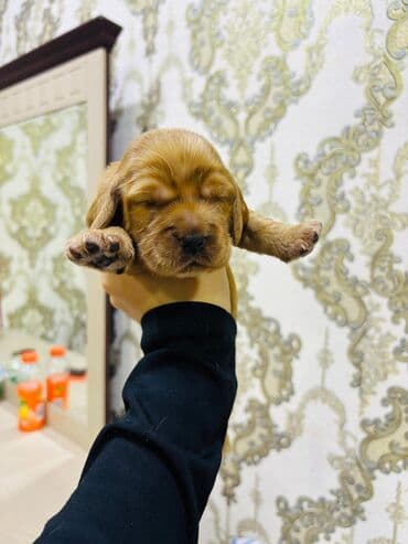 cocker spaniel qiymeti: Koker spaniyel, 1 ay — 4
