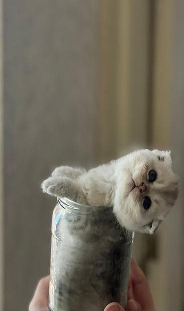 pişik tap az: British Shorthair və Scottish Fold balaları - Cins: British Shorthair — 6