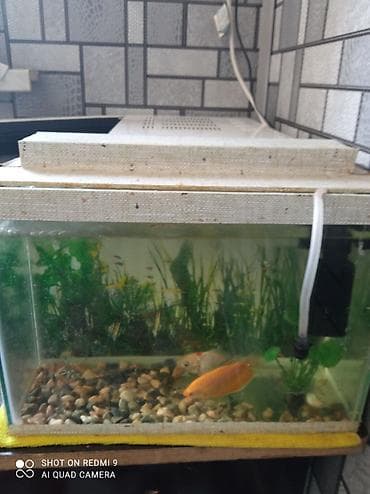 akvarium satisi: Dördbucaq akvarium, Balıqlarla birlikdə, 10 l — 1