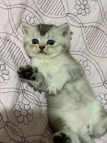 Şinşilla, Erkək, Dişi, Ünvandan götürmə lalafo.az -da Şinşilla, Erkək, Dişi, Ünvandan götürmə