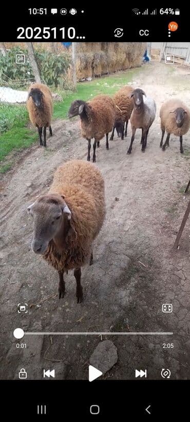 ucuz quzular: Satılır: qoyun sürüsü Təsvir: - Şəkildə müxtəlif rəngli, iri bədənli — 1