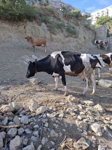 inekler: Süd inəyi – qara-ağ rəngli, iri cüssəli, buynuzlu. Şəkillərdə — 4
