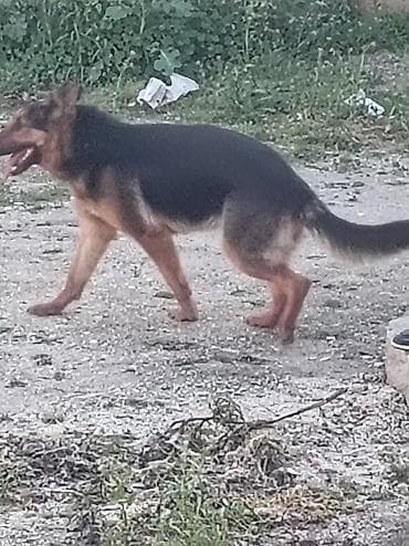 golden it cinsi: Alman çoban iti, 6 ay — 5