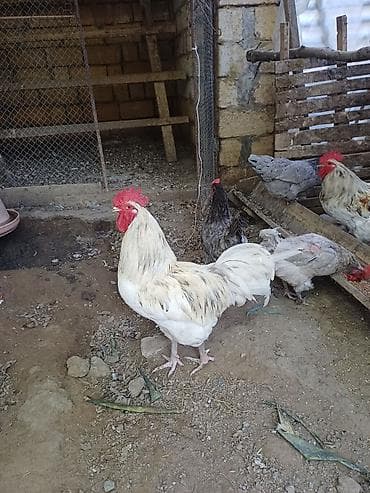 barred rock: Məhsul: Austrolorp və Amaroks toyuqların yumurtası satılır Təsvir: - — 1