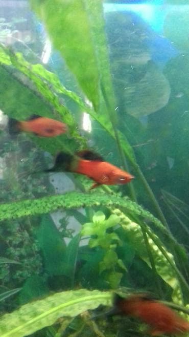 İtlər: Meçenos optavoy 80 qepi̇k.Zabrat 1 — 6