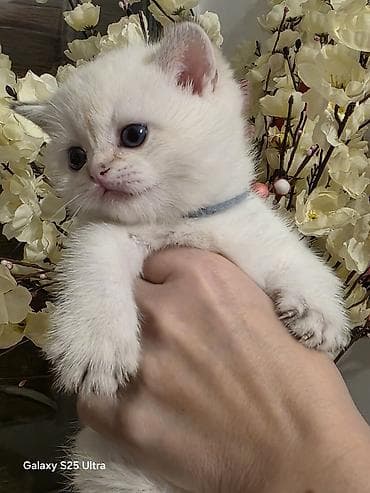 pişik sudu: Britan — 3