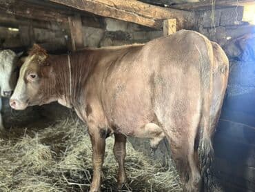 heyvan bazari inekler: Əlaqə Vp — 3