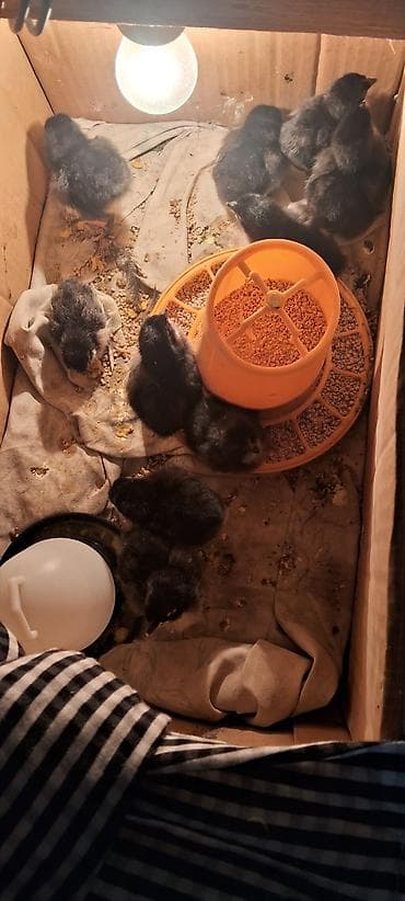 cüce yemi: Toyuq cücələri, Ətlik, Ünvandan götürmə — 1