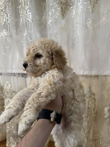 Pudel, 1 ay, Dişi, Ödənişli çatdırılma