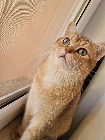 pişik erkək: Qızıl şinşilla, Erkək, Cütləşmə üçün — 1