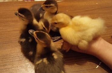 dəvə quşu: 1lavanda 4macar balası. 8Günlükdu.mayalanib vitaminləri verilib.Hamisi — 1