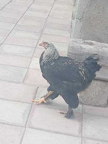 Heyvanlar üçün mallar: Iri kok etlik xoruzluq ela xoruzdu - Rəng: qara bədən, boyun və — 2