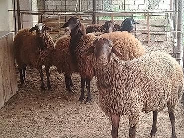 qoyun qala: Erkək, il: 1, Ətlik — 3