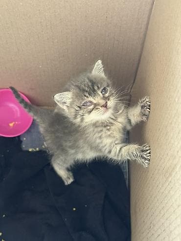 объявления кошки: Kiçik bir pişik balası tapdım… blokda ilişib qalmışdı və yazıq-yazıq — 3