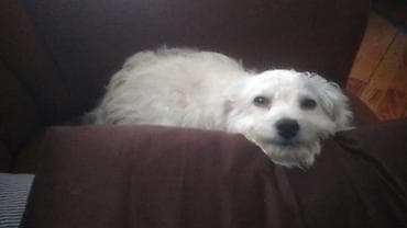 İtlər: Bişon Frize — 2