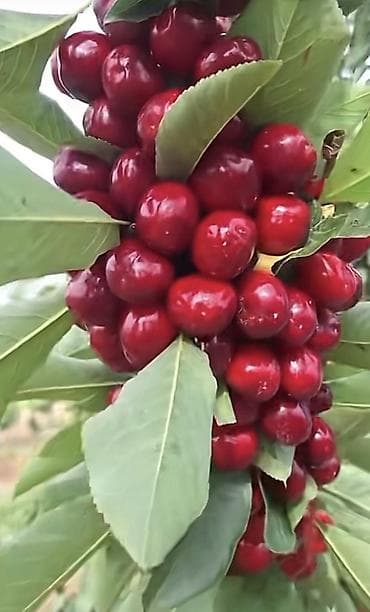 ucuz guller: 🔥 QUBADA BAKI RUSİYA YOLU ÜZƏRİNDƏ HAZIR GƏLİR GƏTİRƏN GİLAS BAĞI — 5