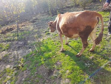 Lüğətlər: Salam fevral ayında doğlamlıdı xəsdə heyvan deyil tam sağlamdı — 4