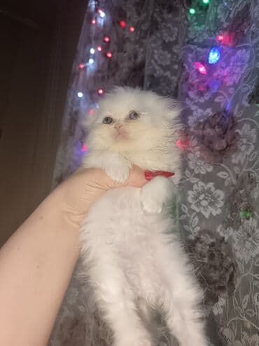 Toyota: Британская — 5