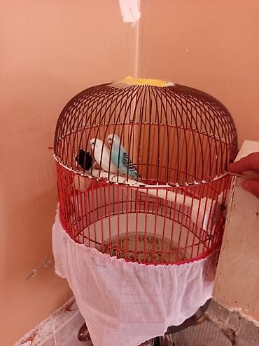 Ana Ata 2 balalar 10 15 gunen sora yuvadan çıxacaqlar qəfəsin qutusun