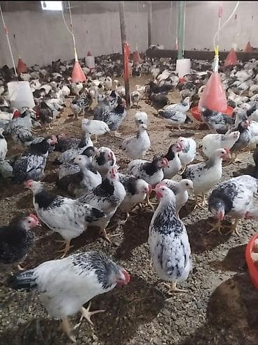 www.toyuq ve cuce yem qablari: Toyuq, Bresse, Damazlıq, Ünvandan götürmə — 1