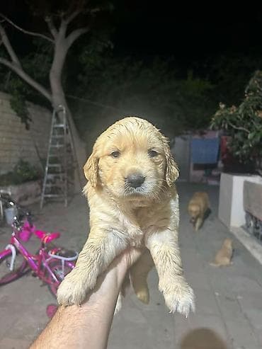 Retriever, 1 ay, Dişi, Peyvəndli, Ödənişli çatdırılma