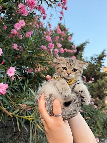 pişik sarı: Şirin pişik balası – qısa tüklü, boz-qəhvəyi rəngli tük örtüyü, tünd — 3