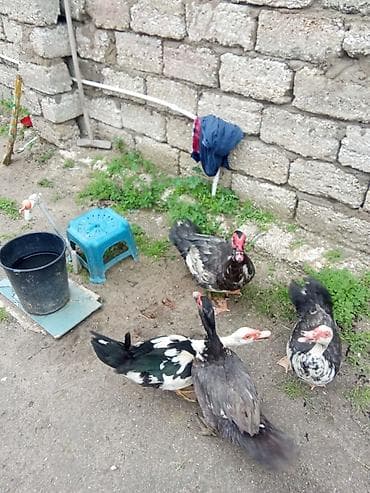 ari satisi: 3maya 1erkey satlir yumurtalayilar hazırda üç bir yerde 110 manat — 1