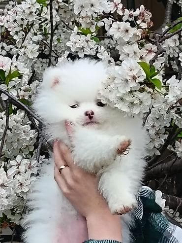 pomeranian şpitz: Şpitz — 2