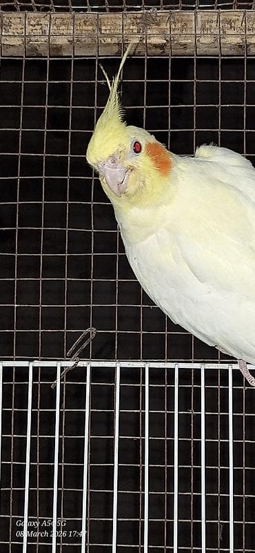 feniks quşu: Popuqoy Korella (ana qusdu) — 3