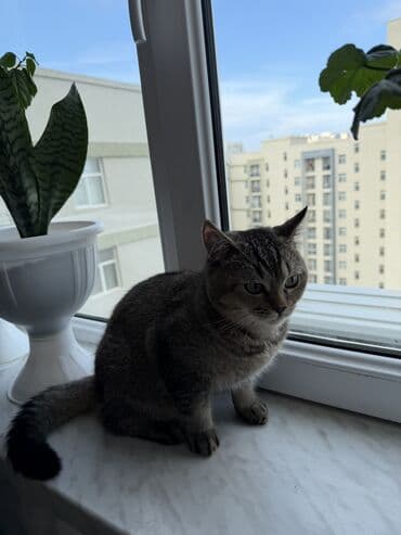 Digər heyvanlar: Tabbi, Erkək, Cütləşmə üçün, Ünvandan götürmə — 5