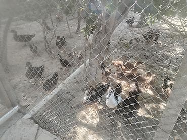 ordey satisi: Muscovy və qarışıq yerli ördək sürüsü. Lavanda sortu bide muscovy 2 — 4