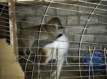 Кошки: 1 год, Для вязки, Самовывоз — 1